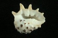 白齒岩螺藏品圖，第3張